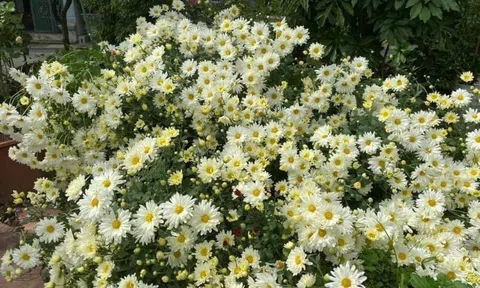 Loại cúc họa mi đặc biệt: Chơi 2 tháng mới tàn, 1 triệu đồng/chậu